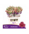 Alstromeria Heartbreaker 75 cm