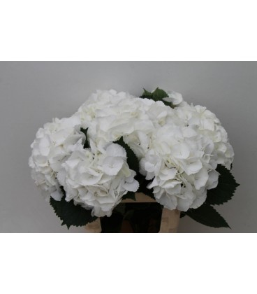Hortensia Schneeball 60 cm