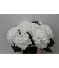 Hortensia Schneeball 60 cm