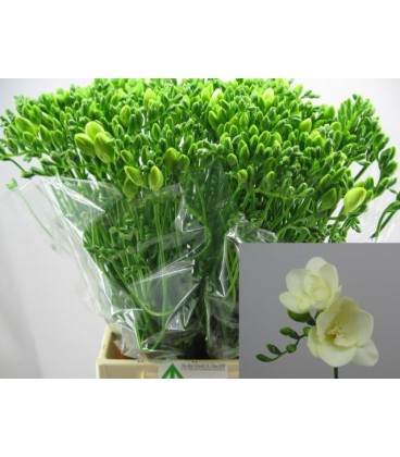 Freesia Double Riga