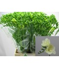 Freesia Double Riga