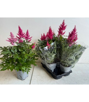 Astilbe pot de 14 h 60