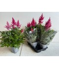 Astilbe pot de 14 h 60