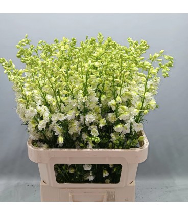 Consolida White 80 cm