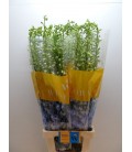 Delphinium Du Mag FSKB WB 90 cm