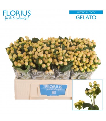 Hypericum Gelato 40 cm