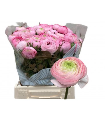 Renoncule Azur Pink