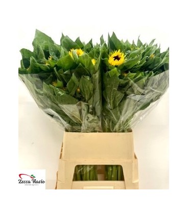 Tournesol Vin Choise