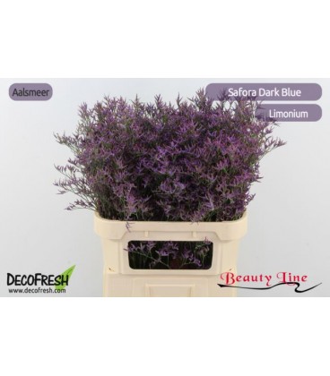 Limonium Dark blue