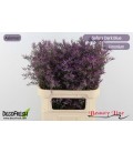 Limonium Dark blue 60 cm