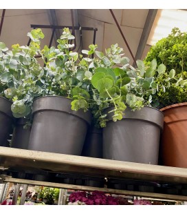 Eucalyptus cinerea Ø 23