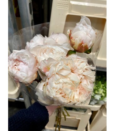 Pivoine Bowl of Cream FR x 10