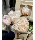 Pivoine Bowl of Cream FR x 10