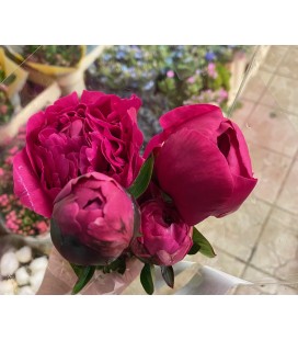 Pivoine  Kansas 60 cm