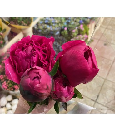 Pivoine L Kansas FR