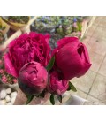 Pivoine  Kansas 60 cm