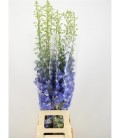 Delphinium Double Light blue 110 cm