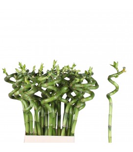 Dracaena Lucky bamboo 80 cm