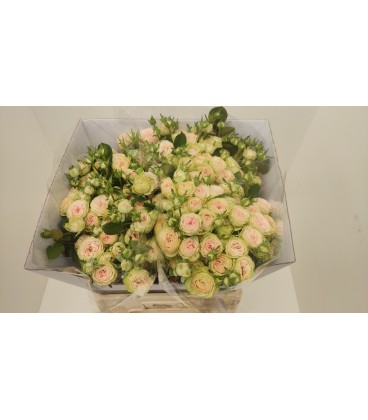 Rose Branchue Sweet Giselle 70 cm