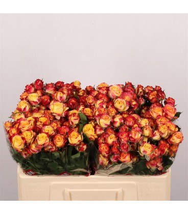 Rose Branchue Land of Fire 50 cm