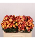 Rose Branchue Land of Fire 50 cm