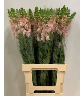 Muflier legend Ligh pink 80 cm