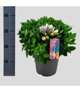 Alstromeria Inti Moon Ø21