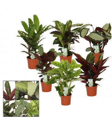 Calathea diff var Ø12