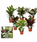 Calathea diff var Ø12