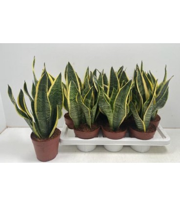 Sanseveria Futura superba Ø 14
