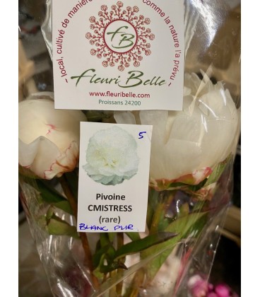 Pivoine Mistress FR x5