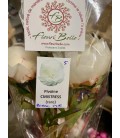 Pivoine Mistress FR x5
