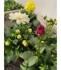 Dahlia Labella Ø 17