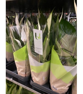 Spathi Torelli Ø 12