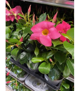 Dipladenia Extra Rose Ø10.5
