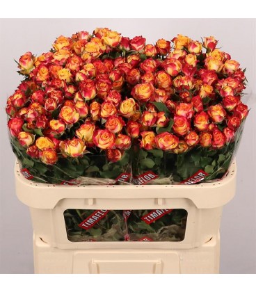 Rose Branchue Land of fire 70 cm