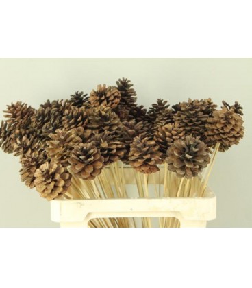 Pomme de pin sur pic 50 cm x 20