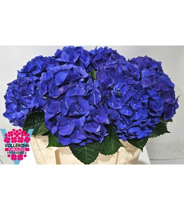 Hortensia M fa Anne 50 cm