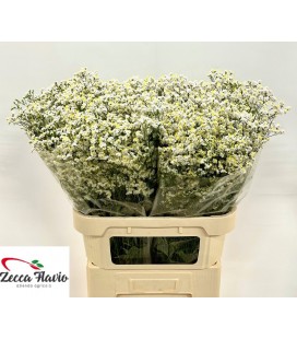 Limonium China White 80 cm
