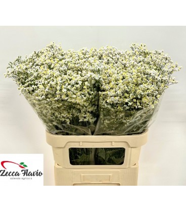 Limonium China White 80 cm