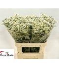 Limonium China White 80 cm