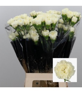 Oeillet Diletta Crema x20