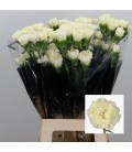 Oeillet Diletta Crema x20