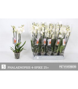 Phalaenopsis Blanc Ø 12 h 60 3/4 b