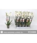 Phalaenopsis Blanc Ø 12 h 60 3/4 b