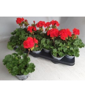 Geranium zonal Red Ø 10.5