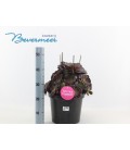 Aeonium Velours pot de 26 H50 cm