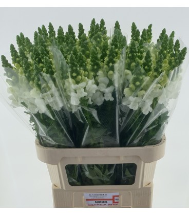 Muflier Avignon White 65 cm