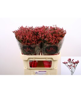 Limonium Scarlet Diamond 80 cm