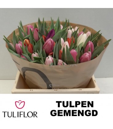 Tulipe Simple Mélange 